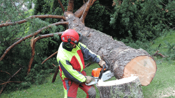 devis travaux Abattage d'arbres